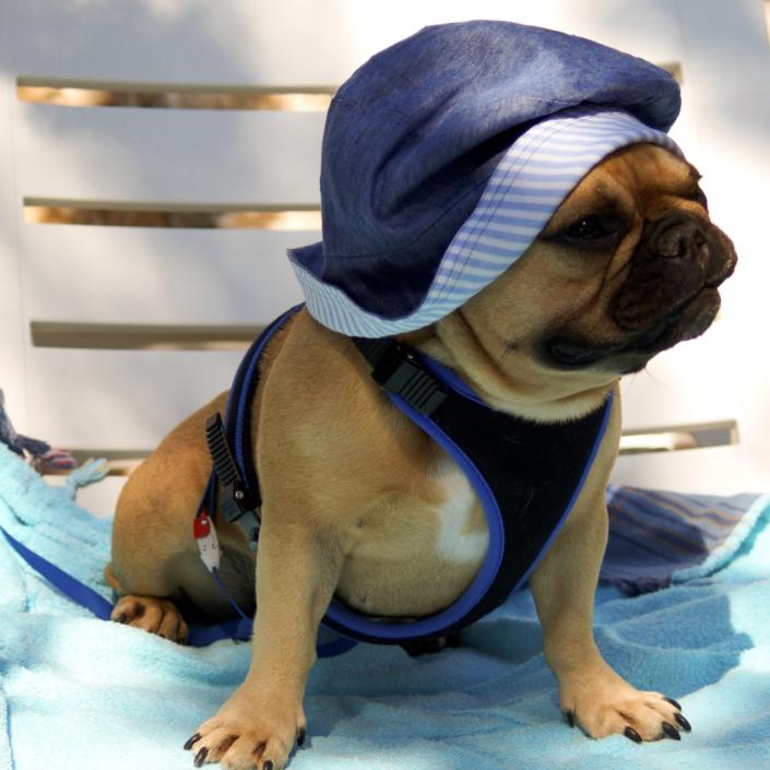 dog in summer with cooling cothes