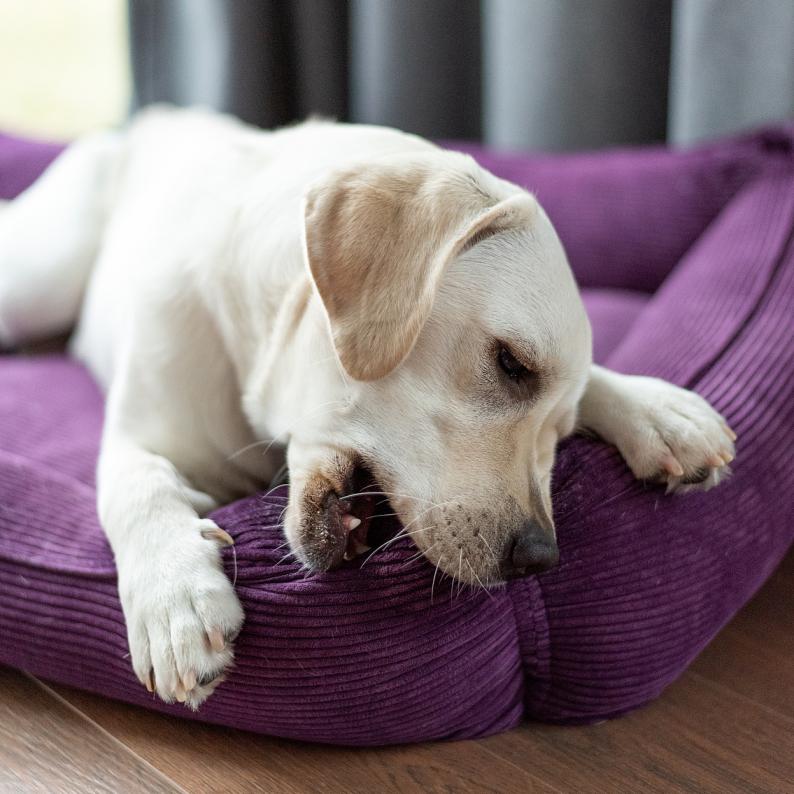 anti cutting dog mats