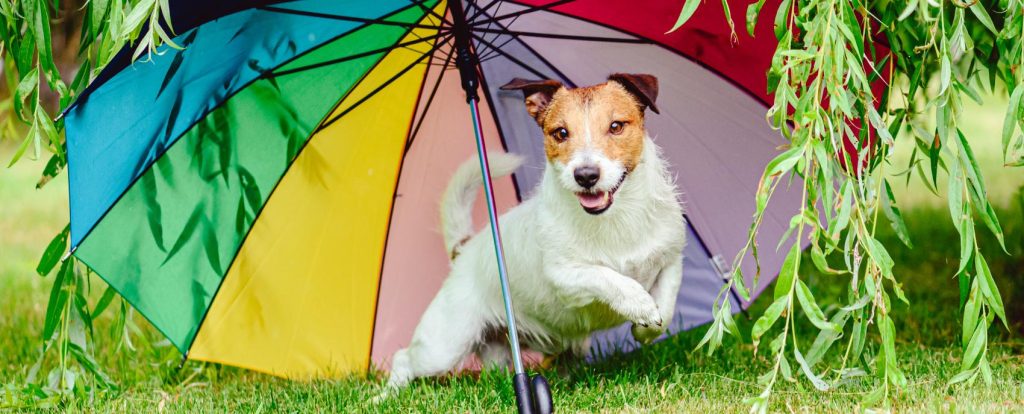 dog in summer with anti uv