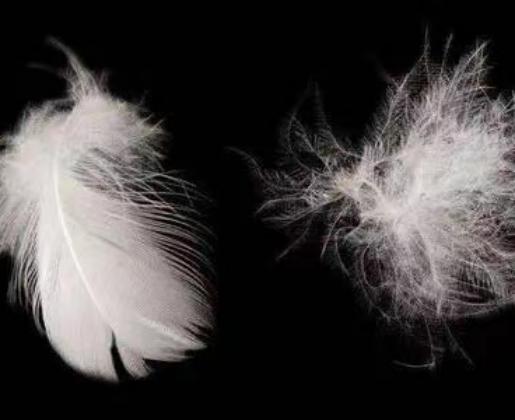 muestras descendentes muestras descendentes