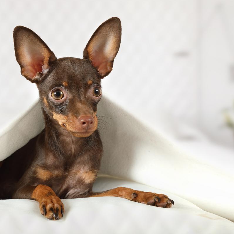 pets mat3(1)