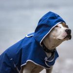 반려동물 냉각 원단 2(2)