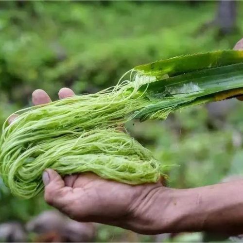 Inova&ccedil;&atilde;o T&ecirc;xtil Sustent&aacute;vel: A Fibra de Abacaxi 100% Natural e Antimicrobiana