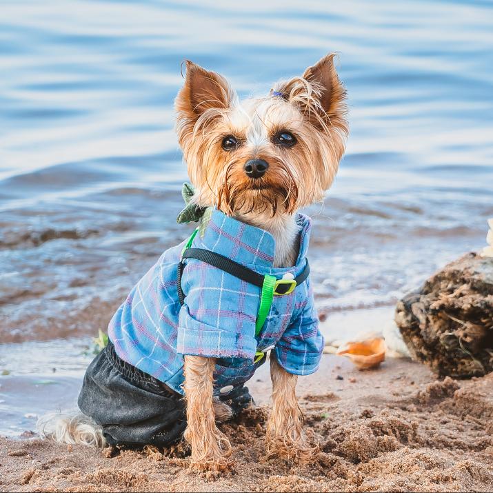 dog chothes with moisture wicking