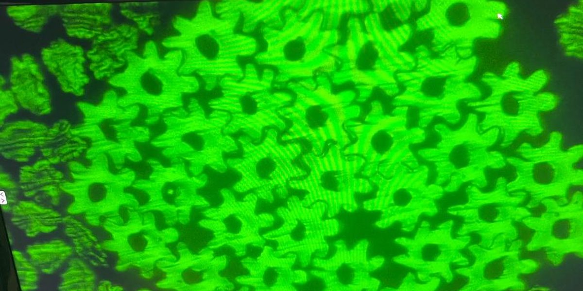 Lobed hollow fiber cross sections shown on the Smartex octagonal yarn product page